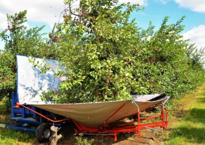 Baumschüttelmaschine in der Obstplantage: Eine Maschine fördert die Wirtschaftlichkeit der Obstproduktion