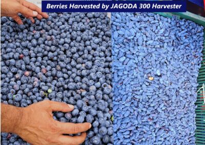 Hochwertige Blaubeeren, geerntet mit der Heidelbeererntemaschine JAGODA 300