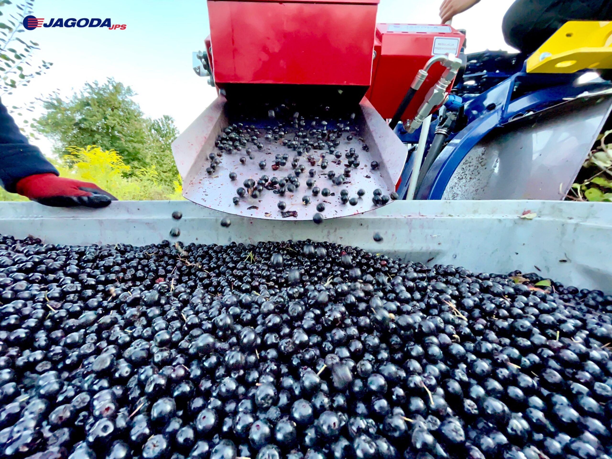 Beerenpflückmaschine OSKAR A01 - Effiziente Ernte für Beeren Plantagen. Bis zu 0,4 Hektar pro Stunde mit 95 % Erntegenauigkeit.<br />
die Früchte aus der ganzen Reihe erntet